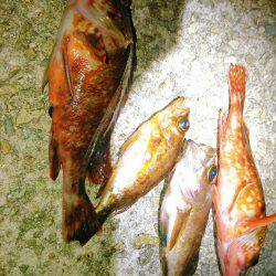 癒しのメバリーング❤